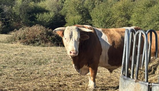 Unsere Tiere