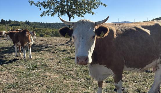 Unsere Tiere
