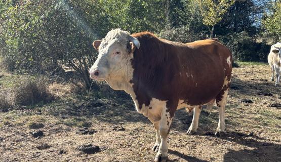 Unsere Tiere