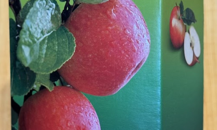 Apfelsaft f&uuml;r Alltag und K&uuml;che